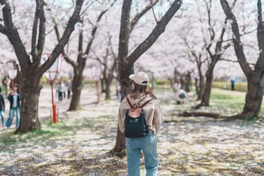 Baharda Morioka Şatosu Harabeleri Parkı 'nda çiçek açan Sakura Kiraz Çiçeği' ni gezen bir turist Iwate Park, Iwate Bölgesi, Japonya 'da mutlu bir gezgin. Ünlü Landmark Seyahat ve Tatil Yeri