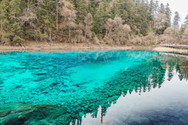 Sahne Jiuzhaigou Ulusal Parkı Sichuan, Çin. Güz mevsiminde güzel Renkli Gölet. Chengdu, Çin yakınlarındaki ünlü Landmark ve Tatil. Asya seyahat kavramı