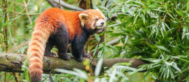 Şirin Kızıl Panda, Ailurus fulgens veya Chengdu Panda Üreme Araştırma Merkezi Dujiangyan 'daki ormandaki küçük panda. Chengdu, Çin 'de turistler için önemli ve popüler bir yer. Seyahat ve Tatil