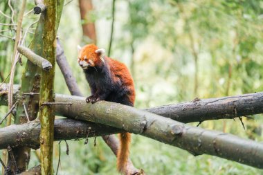 Şirin Kızıl Panda, Ailurus fulgens veya Chengdu Panda Üreme Araştırma Merkezi Dujiangyan 'daki ormandaki küçük panda. Chengdu, Çin 'de turistler için önemli ve popüler bir yer. Seyahat ve Tatil