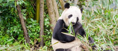 Şirin Dev Panda, Ailuropoda melanoleuca ya da Chengdu Panda Üreme Araştırma Merkezi Dujiangyan 'daki ormandaki panda. Chengdu, Çin 'de turistler için önemli ve popüler bir yer..