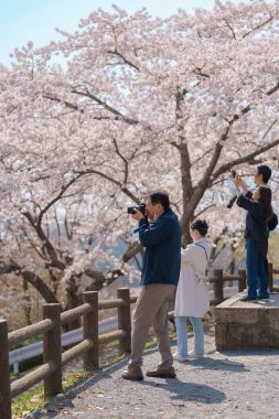 Matsushima Körfezi ve Sakura kiraz çiçekleri, Sendai şehri yakınlarındaki Saigyo modoshi no matsu parkından ilkbaharda çiçek açar. Miyagi Bölgesi, Tohoku, Japonya, 19 Nisan 2025