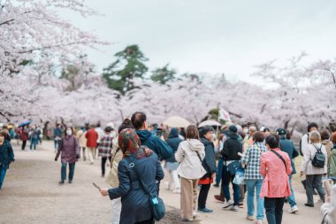 Turistler bahar mevsiminde Sakura Kiraz Çiçeği ile Hirosaki Kalesi 'ni geziyorlar. Hirosaki şehri, Aomori ili, Tohoku, Japonya, 25 Nisan 2025
