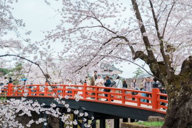 Turistler bahar mevsiminde Sakura Kiraz Çiçeği ile Hirosaki Kalesi 'ni geziyorlar. Hirosaki şehri, Aomori ili, Tohoku, Japonya, 25 Nisan 2025