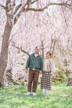 Baharda Sakura Kiraz Çiçeği 'ni gezen bir çift, Japonya' nın Tohoku kentindeki Yamagata bölgesindeki Tendo Park veya Maizuru Park 'ta gezen mutlu gezgin. Meşhur Seyahat ve Tatil Tarihi