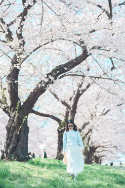 Kitakami Tenshochi Parkı 'nı bahar aylarında Sakura Kiraz Çiçeği ile gezen bir kadın, Kitakami Festivali' nde seyahat eden gezgin, Iwate Bölgesi, Japonya. Seyahat ve Tatil için Dönüm Noktası
