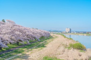 Kitakami Tenshochi Parkı ve Sakura Kiraz Çiçeği İlkbaharda, Kitakami Festivali. Iwate Bölgesi, Japonya 'da Iwate Dağı ve Kitakami Nehri. Seyahat ve Tatil için Meşhur Tarihi Yer