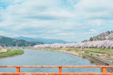 Kakunodate kasabası Semboku Bölgesi, Akita Bölgesi, Japonya 'daki Hinokinai Nehri nehir kıyısındaki güzel Sakura Kiraz Çiçeği. Bahar mevsiminde dönüm noktası ve tatil