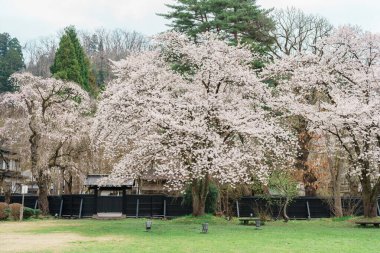 Kakunodate Samuray Köyü 'nde ağlayan güzel Shidarezakura Kiraz Çiçeği ya da Kakunodate Kasabası' nda Küçük Kyoto, Semboku Bölgesi, Akita Bölgesi, Japonya. Tarihi Eserler ve Tatil