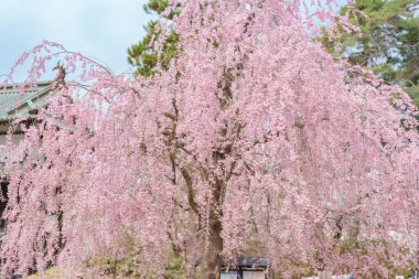 Hirosaki Kalesi parkında ağlayan Kiraz Çiçeği Shidarezakura, Aomori, Tohoku, Japonya 'da seyahat ediyor. Japonya 'da çok ünlü. Seyahat ve Tatil varış yeri
