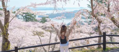 Baharda Sakura Kiraz Çiçeği 'ni gezen bir turist. Saigyo Modoshi no Matsu 'ya Matsushima Körfezi üzerinden seyahat eden mutlu gezgin, Miyagi Bölgesi, Japonya. Meşhur Tarihi Yer ve Tatil