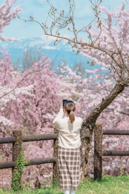 Baharda Sakura Kiraz Çiçeği 'ni gezen bir turist, Japonya' nın Tohoku kentindeki Yamagata bölgesindeki Tendo Park veya Maizuru Park 'ta gezen mutlu bir gezgin. Meşhur Seyahat ve Tatil Tarihi