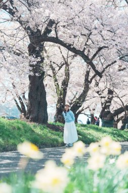 Kitakami Tenshochi Parkı 'nı bahar aylarında Sakura Kiraz Çiçeği ile gezen bir kadın, Kitakami Festivali' nde seyahat eden gezgin, Iwate Bölgesi, Japonya. Seyahat ve Tatil için Dönüm Noktası