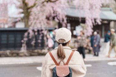Baharda Sakura Kiraz Çiçeği 'ni gezen bir turist. Mutlu gezginler Samuray Köyü 'ne ya da Kakunodate kasabası Semboku Bölgesi, Akita Bölgesi, Japonya' daki Küçük Kyoto 'ya seyahat eder. Tarihi Eserler ve Tatil