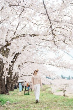 Baharda Sakura Kiraz Çiçeği 'ni gezen bir turist. Mutlu gezginler Japonya 'nın Akita ilinin Semboku ilçesindeki Kakunodate kasabasındaki Hinokinai Nehri nehir kıyısı yakınlarında seyahat ederler. Tarihi Eserler ve Tatil