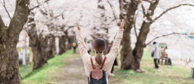 Baharda Sakura Kiraz Çiçeği 'ni gezen bir turist. Mutlu gezginler Japonya 'nın Akita ilinin Semboku ilçesindeki Kakunodate kasabasındaki Hinokinai Nehri nehir kıyısı yakınlarında seyahat ederler. Tarihi Eserler ve Tatil