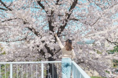 Baharda Morioka Şatosu Harabeleri Parkı 'nda çiçek açan Sakura Kiraz Çiçeği' ni gezen bir turist Iwate Park, Iwate Bölgesi, Japonya 'da mutlu bir gezgin. Ünlü Landmark Seyahat ve Tatil Yeri