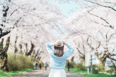 Kitakami Tenshochi Parkı 'nı bahar aylarında Sakura Kiraz Çiçeği ile gezen bir kadın, Kitakami Festivali' nde seyahat eden gezgin, Iwate Bölgesi, Japonya. Seyahat ve Tatil için Dönüm Noktası