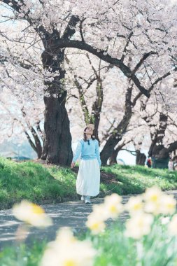 Kitakami Tenshochi Parkı 'nı bahar aylarında Sakura Kiraz Çiçeği ile gezen bir kadın, Kitakami Festivali' nde seyahat eden gezgin, Iwate Bölgesi, Japonya. Seyahat ve Tatil için Dönüm Noktası