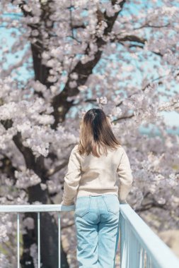 Baharda Morioka Şatosu Harabeleri Parkı 'nda çiçek açan Sakura Kiraz Çiçeği' ni gezen bir turist Iwate Park, Iwate Bölgesi, Japonya 'da mutlu bir gezgin. Ünlü Landmark Seyahat ve Tatil Yeri