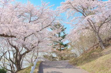 Sakura kiraz çiçekleri Saigyo modoshi no matsu parkından Sendai şehrinin Matsushima Körfezi yakınlarında, Miyagi Bölgesi, Tohoku, Japonya. Şehir simgesi ve turistlerin ilgi odağı olmasıyla ünlüdür. Japonya gezisi