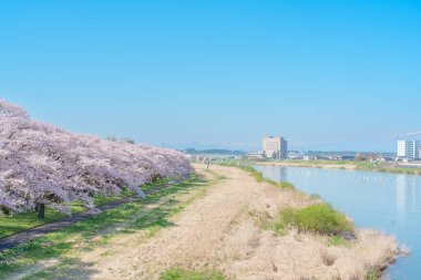 Kitakami Tenshochi Parkı ve Sakura Kiraz Çiçeği İlkbaharda, Kitakami Festivali. Iwate Bölgesi, Japonya 'da Iwate Dağı ve Kitakami Nehri. Seyahat ve Tatil için Meşhur Tarihi Yer