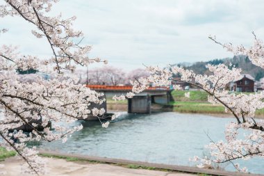 Kakunodate kasabası Semboku Bölgesi, Akita Bölgesi, Japonya 'daki Hinokinai Nehri nehir kıyısındaki güzel Sakura Kiraz Çiçeği. Bahar mevsiminde dönüm noktası ve tatil