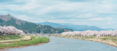 Kakunodate kasabası Semboku Bölgesi, Akita Bölgesi, Japonya 'daki Hinokinai Nehri nehir kıyısındaki güzel Sakura Kiraz Çiçeği. Bahar mevsiminde dönüm noktası ve tatil