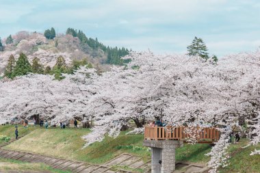 Kakunodate kasabası Semboku Bölgesi, Akita Bölgesi, Japonya 'daki Hinokinai Nehri nehir kıyısındaki güzel Sakura Kiraz Çiçeği. Bahar mevsiminde dönüm noktası ve tatil