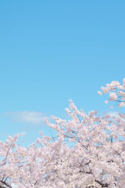 Güzel bir bahar günü, parkta mavi gökyüzüne karşı kiraz çiçeği, güneş ışığında çiçek açan Somei Yoshino Sakura. Japonya bahar sezonu için arka plan, şablon ve duvar kağıdı ve Hanami pikniği