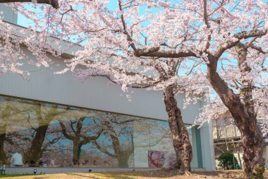 Bahar mevsiminde güzel Sakura Kiraz Çiçeği. Hakodate şehrindeki Goryokaku Kulesi Parkı, Hokkaido ili, Japonya. Meşhur Landmark, Japonya Seyahat ve Tatil Yeri