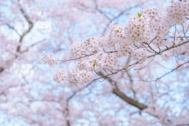 Güzel bir bahar günü, parkta mavi gökyüzüne karşı kiraz çiçeği, güneş ışığında çiçek açan Somei Yoshino Sakura. Japonya bahar sezonu için arka plan, şablon ve duvar kağıdı ve Hanami pikniği