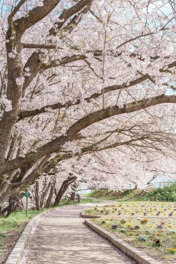 Bahar mevsiminde Sakura Kiraz Çiçeği ile Tendo Parkı veya Maizuru Parkı, Yamagata ilinin turistik merkezleri Tohoku, Japonya
