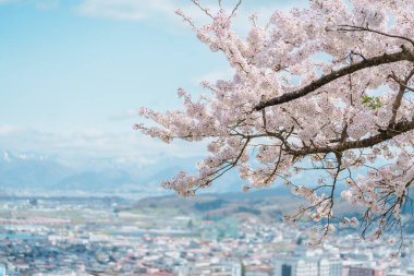 Bahar mevsiminde kar dağları ile Sakura Kiraz Çiçeği, Tendo Parkı veya Maizuru Parkı, Yamagata ilindeki turistik merkezleri ile ünlü, Tohoku, Japonya