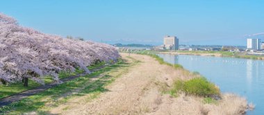 Kitakami Tenshochi Parkı ve Sakura Kiraz Çiçeği İlkbaharda, Kitakami Festivali. Iwate Bölgesi, Japonya 'da Iwate Dağı ve Kitakami Nehri. Seyahat ve Tatil için Meşhur Tarihi Yer