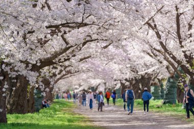 Kitakami Tenshochi Parkı ile Sakura Kiraz Çiçeği İlkbaharda, Kitakami festivali Iwate, Japonya 'da. Seyahat ve Tatil için Meşhur Tarihi Yer