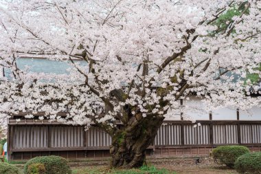 Hirosaki Kiraz Çiçeği Festivali 'ndeki en eski Somei Yoshino sakura Hirosaki şatosu parkında, Aomori, Tohoku, Japonya. Japonya 'da çok ünlü. Seyahat ve Tatil varış yeri