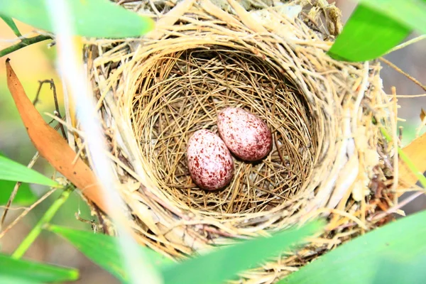 Sznurka ptasie jaja — Zdjęcie stockowe