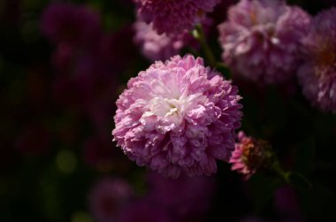 Yeşil üzerine pembe kasımpatı bitkisi. Kasımpatılar arka plan veya tebrik kartı için çiçek dalları.