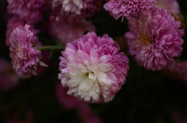Yeşil üzerine pembe kasımpatı bitkisi. Kasımpatılar arka plan veya tebrik kartı için çiçek dalları.