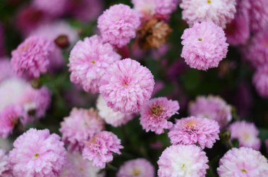 Yeşil üzerine pembe kasımpatı bitkisi. Kasımpatılar arka plan veya tebrik kartı için çiçek dalları.