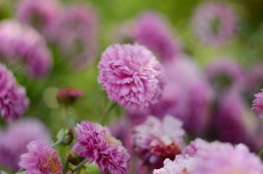 Yeşil üzerine pembe kasımpatı bitkisi. Kasımpatılar arka plan veya tebrik kartı için çiçek dalları.