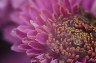 Yeşil üzerine pembe kasımpatı bitkisi. Kasımpatılar arka plan veya tebrik kartı için çiçek dalları.