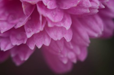 Yeşil üzerine pembe kasımpatı bitkisi. Kasımpatılar arka plan veya tebrik kartı için çiçek dalları.