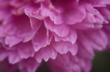 Yeşil üzerine pembe kasımpatı bitkisi. Kasımpatılar arka plan veya tebrik kartı için çiçek dalları.