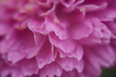 Yeşil üzerine pembe kasımpatı bitkisi. Kasımpatılar arka plan veya tebrik kartı için çiçek dalları.