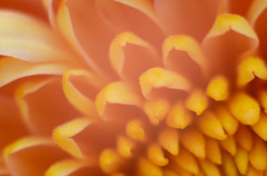 Yeşil üzerine pembe kasımpatı bitkisi. Kasımpatı çiçekleri dallanır