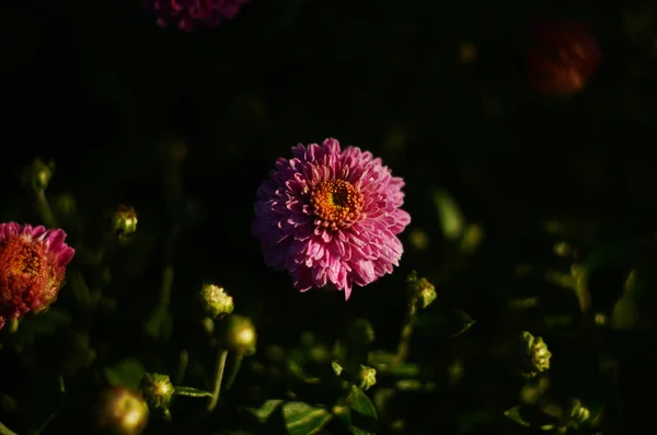 Różowy Chryzantema Roślina Zielony Chryzantemy Jednoroczne Kwiaty Oddział Tła Lub — Zdjęcie stockowe