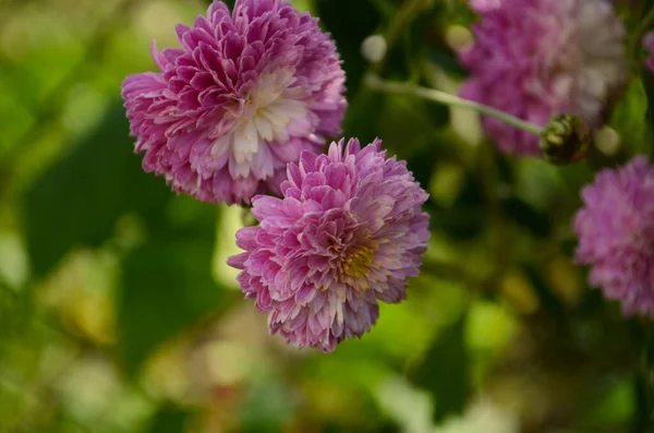 Planta Crisantemo Rosa Sobre Verde Crisantemos Anuales Rama Flores Para — Foto de Stock