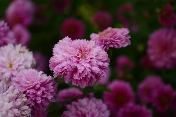 Pink Chrysanthemum Plant Green Chrysanthemums Annuals Flowers Branch Background Greeting — Stock Photo, Image